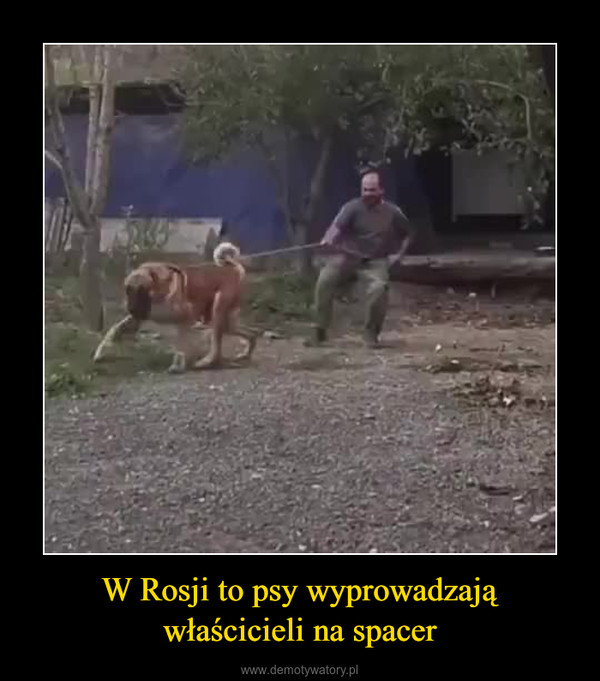 W Rosji to psy wyprowadzająwłaścicieli na spacer –  