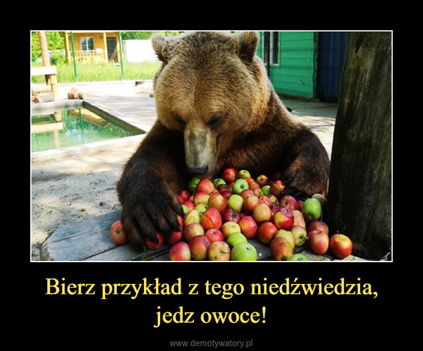 Bierz przykład z tego niedźwiedzia,jedz owoce! –  