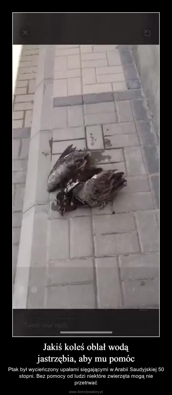 Jakiś koleś oblał wodąjastrzębia, aby mu pomóc – Ptak był wycieńczony upałami sięgającymi w Arabii Saudyjskiej 50 stopni. Bez pomocy od ludzi niektóre zwierzęta mogą nie przetrwać 