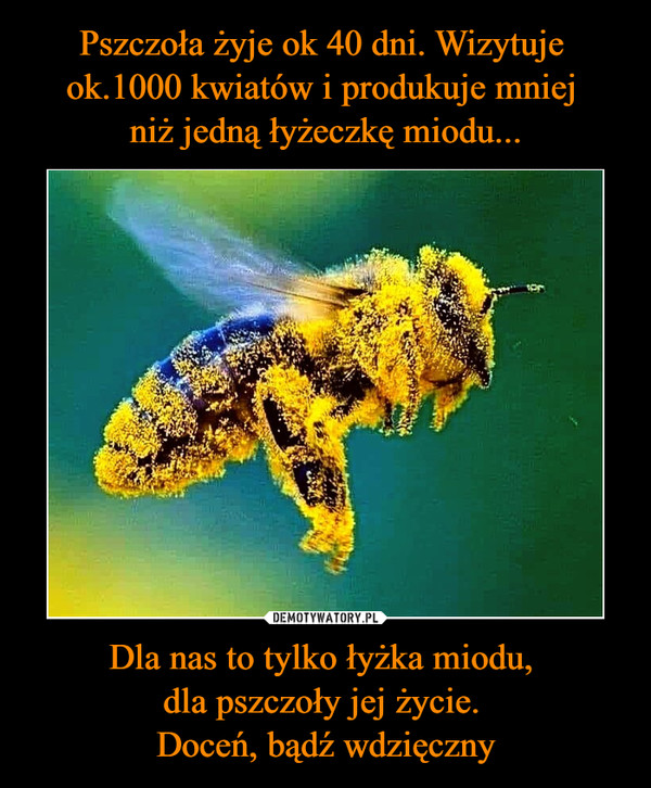 Pszczoła żyje ok 40 dni. Wizytuje 
ok.1000 kwiatów i produkuje mniej 
niż jedną łyżeczkę miodu... Dla nas to tylko łyżka miodu, 
dla pszczoły jej życie. 
Doceń, bądź wdzięczny