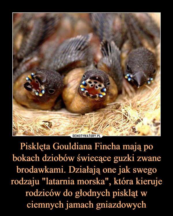 Pisklęta Gouldiana Fincha mają po bokach dziobów świecące guzki zwane brodawkami. Działają one jak swego rodzaju "latarnia morska", która kieruje rodziców do głodnych piskląt w ciemnych jamach gniazdowych –  
