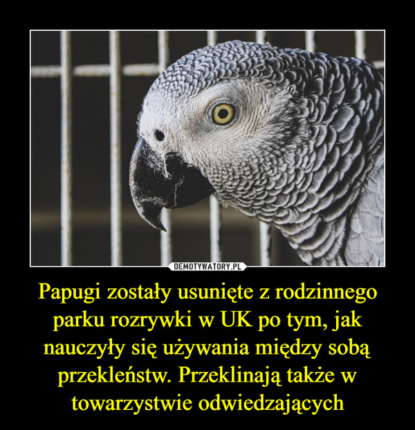 Papugi zostały usunięte z rodzinnego parku rozrywki w UK po tym, jak nauczyły się używania między sobą przekleństw. Przeklinają także w towarzystwie odwiedzających