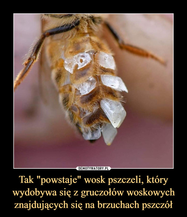 Tak "powstaje" wosk pszczeli, który wydobywa się z gruczołów woskowych znajdujących się na brzuchach pszczół