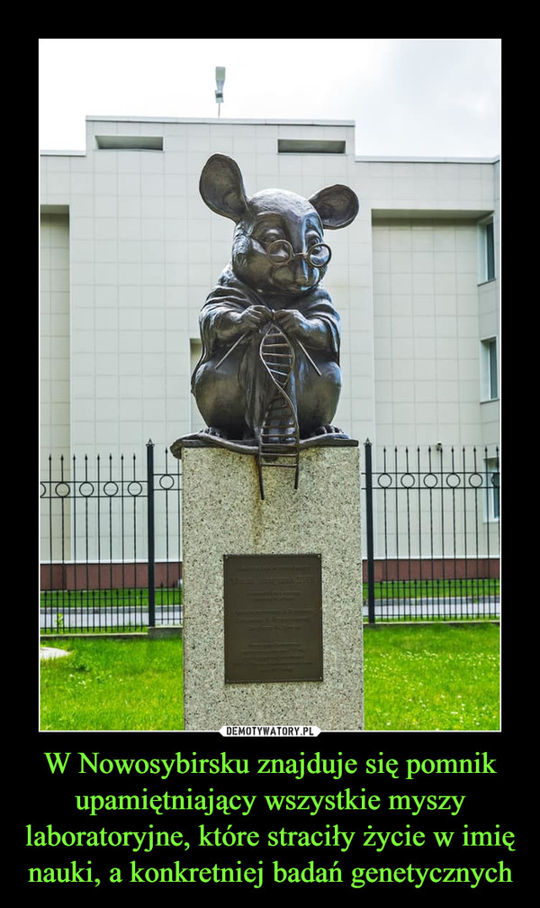 W Nowosybirsku znajduje się pomnik upamiętniający wszystkie myszy laboratoryjne, które straciły życie w imię nauki, a konkretniej badań genetycznych