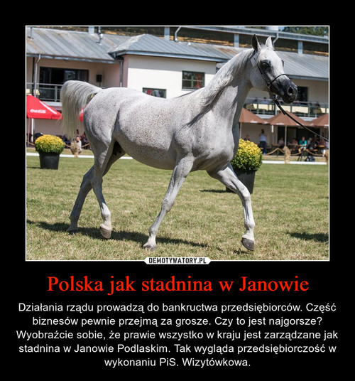 Polska jak stadnina w Janowie