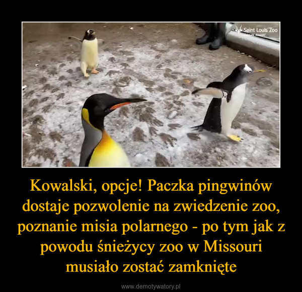 Kowalski, opcje! Paczka pingwinów dostaje pozwolenie na zwiedzenie zoo, poznanie misia polarnego - po tym jak z powodu śnieżycy zoo w Missouri musiało zostać zamknięte –  
