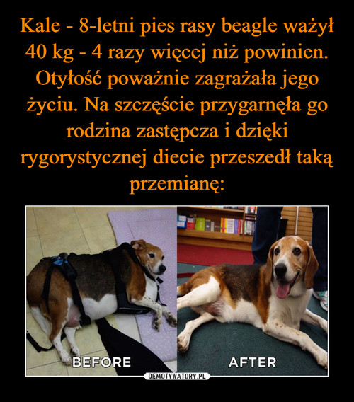 Kale - 8-letni pies rasy beagle ważył 40 kg - 4 razy więcej niż powinien. Otyłość poważnie zagrażała jego życiu. Na szczęście przygarnęła go rodzina zastępcza i dzięki rygorystycznej diecie przeszedł taką przemianę: