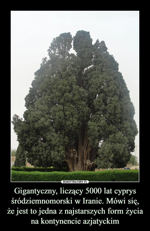 Gigantyczny, liczący 5000 lat cyprys śródziemnomorski w Iranie. Mówi się,że jest to jedna z najstarszych form życiana kontynencie azjatyckim –  