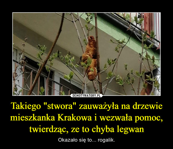 Takiego "stwora" zauważyła na drzewie mieszkanka Krakowa i wezwała pomoc, twierdząc, ze to chyba legwan