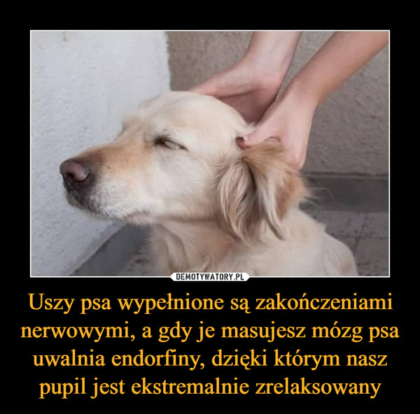 Uszy psa wypełnione są zakończeniami nerwowymi, a gdy je masujesz mózg psa uwalnia endorfiny, dzięki którym nasz pupil jest ekstremalnie zrelaksowany –  