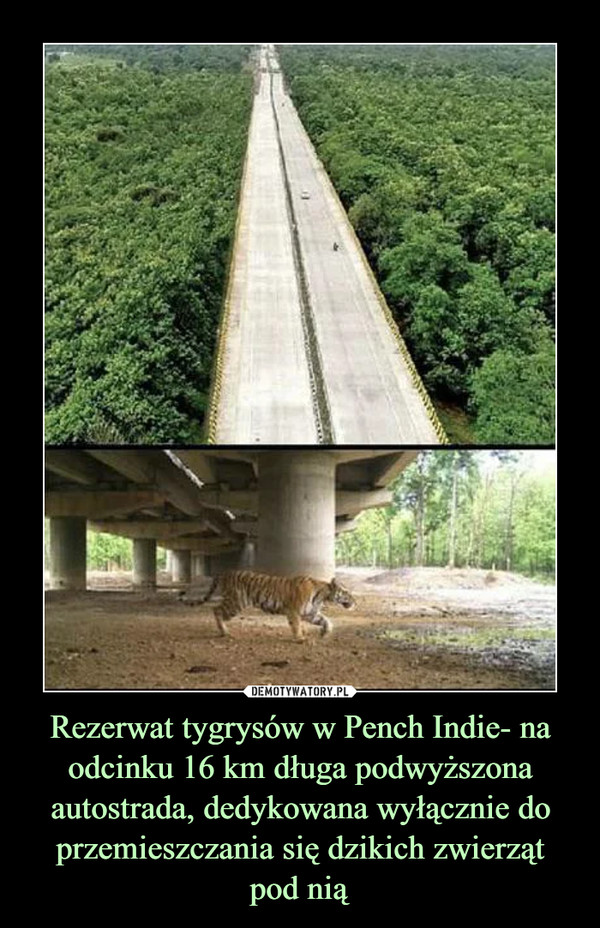 Rezerwat tygrysów w Pench Indie- na odcinku 16 km długa podwyższona autostrada, dedykowana wyłącznie do przemieszczania się dzikich zwierząt
pod nią
