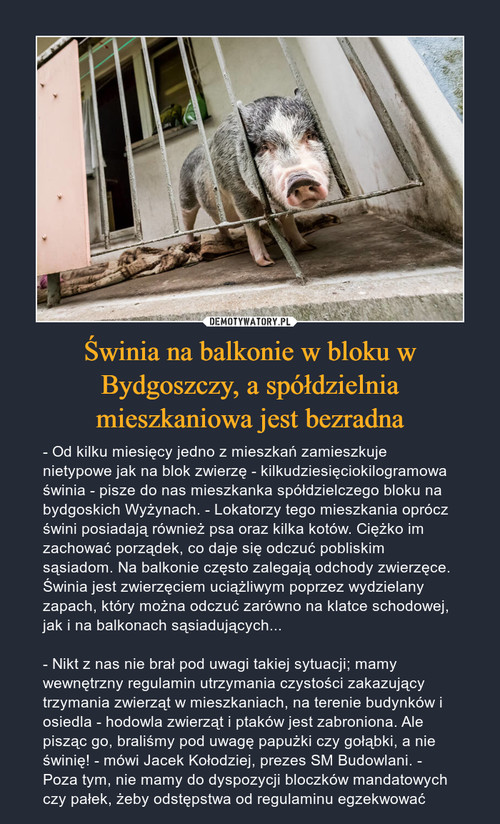 Świnia na balkonie w bloku w Bydgoszczy, a spółdzielnia mieszkaniowa jest bezradna