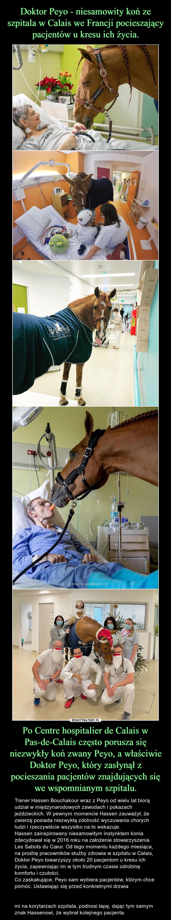 Doktor Peyo - niesamowity koń ze szpitala w Calais we Francji pocieszający pacjentów u kresu ich życia. Po Centre hospitalier de Calais w Pas-de-Calais często porusza się niezwykły koń zwany Peyo, a właściwie Doktor Peyo, który zasłynął z pocieszania pacjentów znajdujących się we wspomnianym szpitalu.