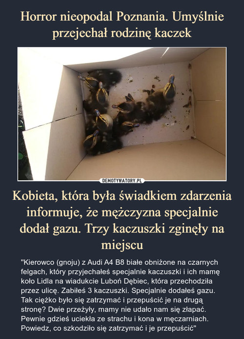 Horror nieopodal Poznania. Umyślnie przejechał rodzinę kaczek Kobieta, która była świadkiem zdarzenia informuje, że mężczyzna specjalnie dodał gazu. Trzy kaczuszki zginęły na miejscu