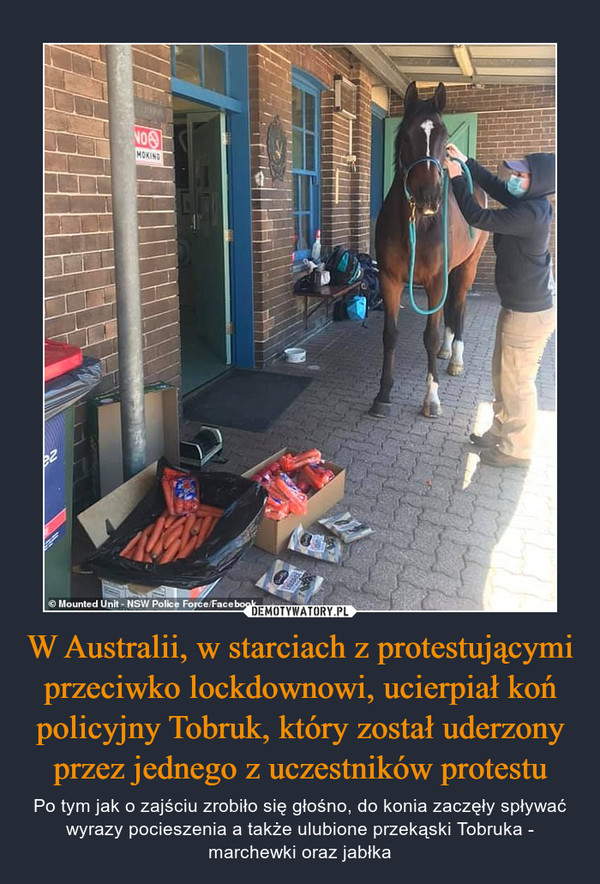W Australii, w starciach z protestującymi przeciwko lockdownowi, ucierpiał koń policyjny Tobruk, który został uderzony przez jednego z uczestników protestu – Po tym jak o zajściu zrobiło się głośno, do konia zaczęły spływać wyrazy pocieszenia a także ulubione przekąski Tobruka - marchewki oraz jabłka 