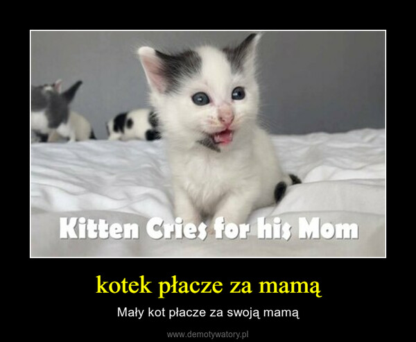 kotek płacze za mamą – Mały kot płacze za swoją mamą 