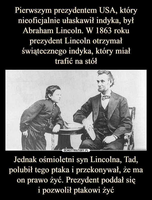 Jednak ośmioletni syn Lincolna, Tad, polubił tego ptaka i przekonywał, że ma on prawo żyć. Prezydent poddał sięi pozwolił ptakowi żyć –  