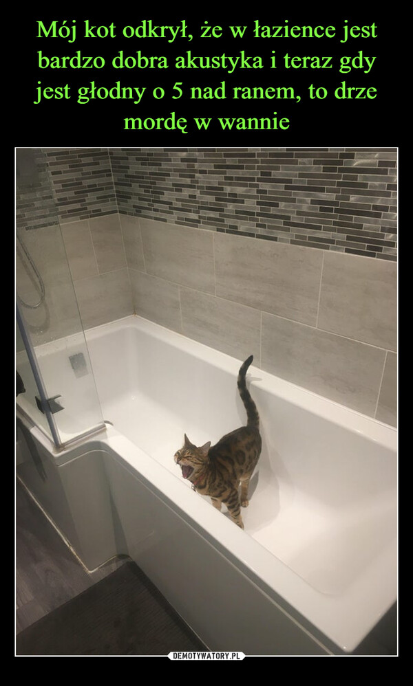 Mój kot odkrył, że w łazience jest bardzo dobra akustyka i teraz gdy jest głodny o 5 nad ranem, to drze mordę w wannie