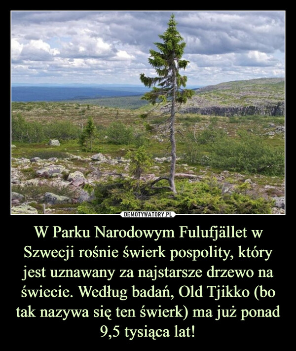 W Parku Narodowym Fulufjället w Szwecji rośnie świerk pospolity, który jest uznawany za najstarsze drzewo na świecie. Według badań, Old Tjikko (bo tak nazywa się ten świerk) ma już ponad 9,5 tysiąca lat!