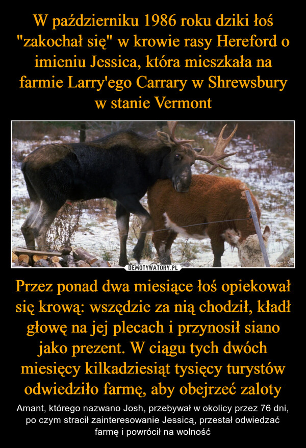 W październiku 1986 roku dziki łoś "zakochał się" w krowie rasy Hereford o imieniu Jessica, która mieszkała na farmie Larry'ego Carrary w Shrewsbury w stanie Vermont Przez ponad dwa miesiące łoś opiekował się krową: wszędzie za nią chodził, kładł głowę na jej plecach i przynosił siano jako prezent. W ciągu tych dwóch miesięcy kilkadziesiąt tysięcy turystów odwiedziło farmę, aby obejrzeć zaloty
