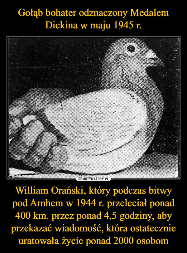 Gołąb bohater odznaczony Medalem Dickina w maju 1945 r. William Orański, który podczas bitwy pod Arnhem w 1944 r. przeleciał ponad 400 km. przez ponad 4,5 godziny, aby przekazać wiadomość, która ostatecznie uratowała życie ponad 2000 osobom