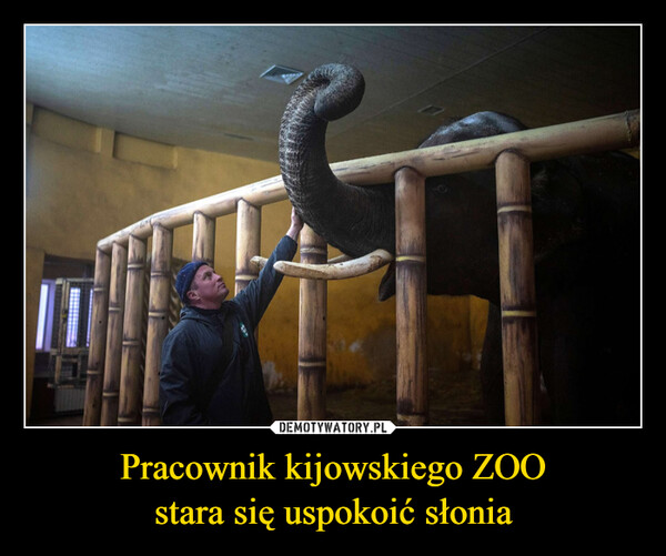 Pracownik kijowskiego ZOOstara się uspokoić słonia –  