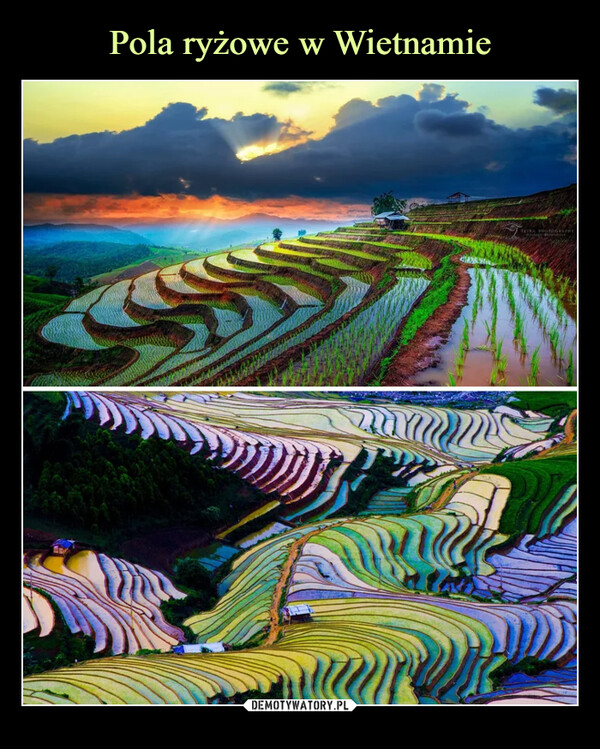 Pola ryżowe w Wietnamie
