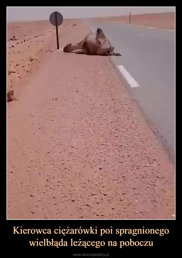 Kierowca ciężarówki poi spragnionego wielbłąda leżącego na poboczu –  