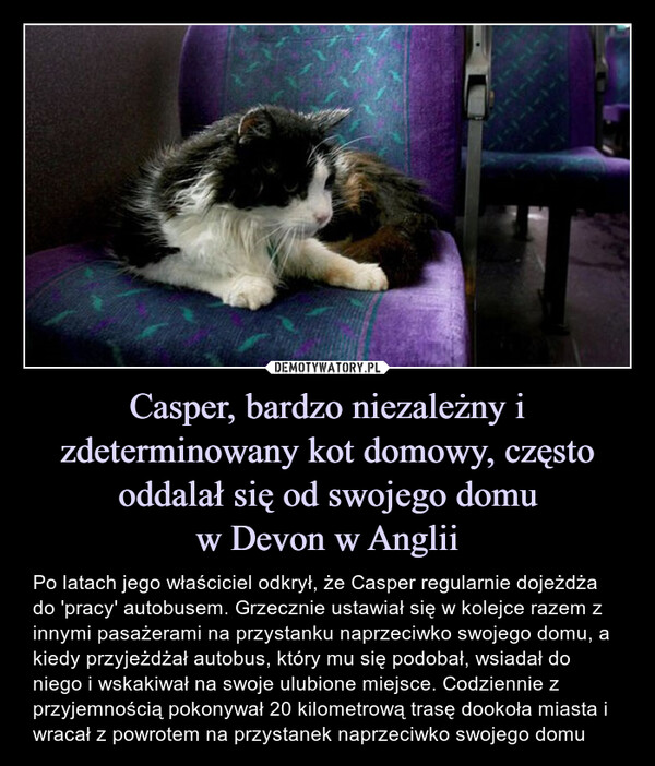 Casper, bardzo niezależny i zdeterminowany kot domowy, często oddalał się od swojego domu
w Devon w Anglii