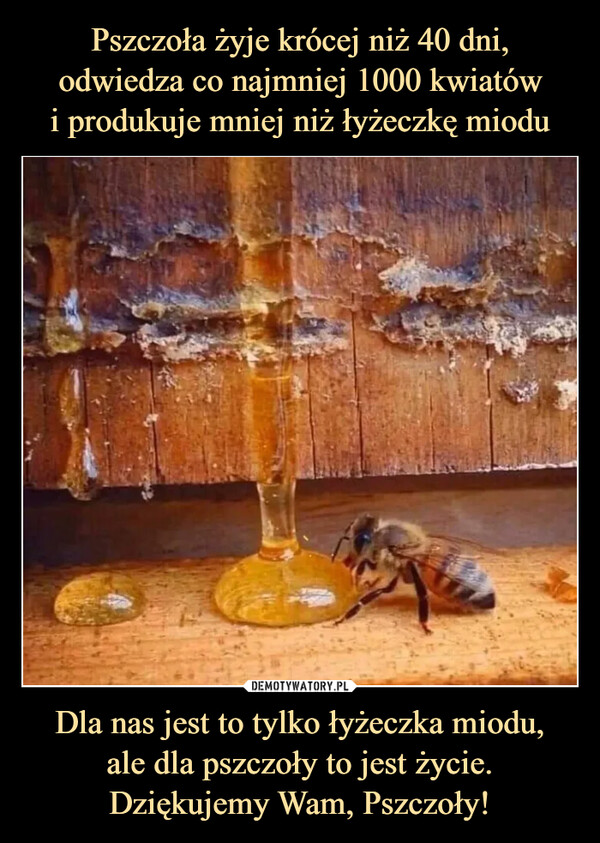 Dla nas jest to tylko łyżeczka miodu,ale dla pszczoły to jest życie.Dziękujemy Wam, Pszczoły! –  