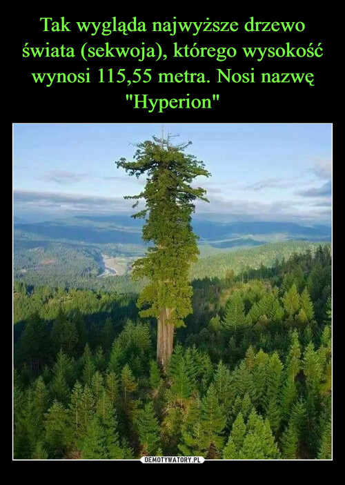 Tak wygląda najwyższe drzewo świata (sekwoja), którego wysokość wynosi 115,55 metra. Nosi nazwę "Hyperion"