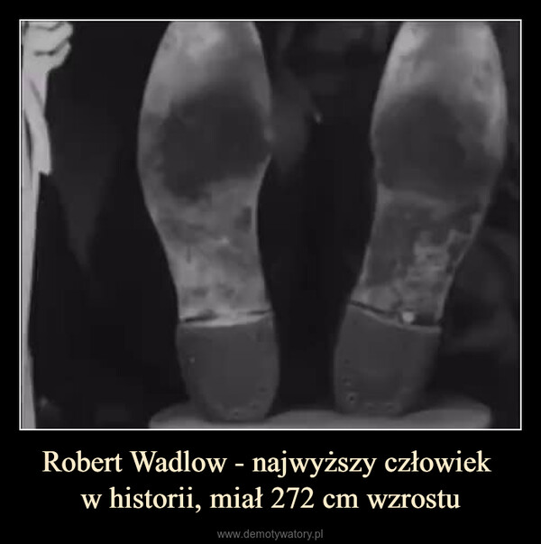 Robert Wadlow - najwyższy człowiek w historii, miał 272 cm wzrostu –  