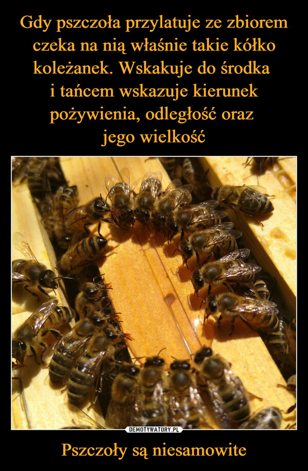 Gdy pszczoła przylatuje ze zbiorem czeka na nią właśnie takie kółko koleżanek. Wskakuje do środka 
i tańcem wskazuje kierunek pożywienia, odległość oraz 
jego wielkość Pszczoły są niesamowite