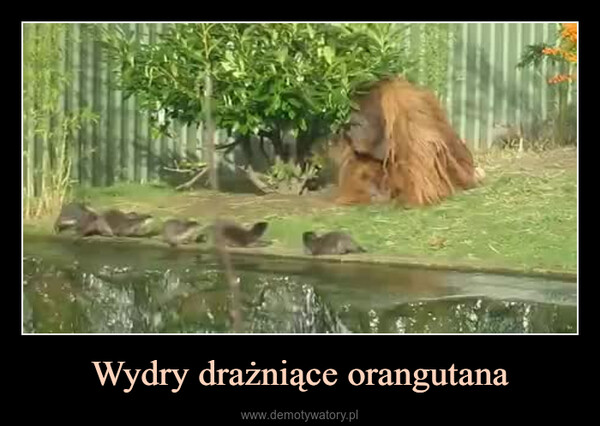 Wydry drażniące orangutana –  