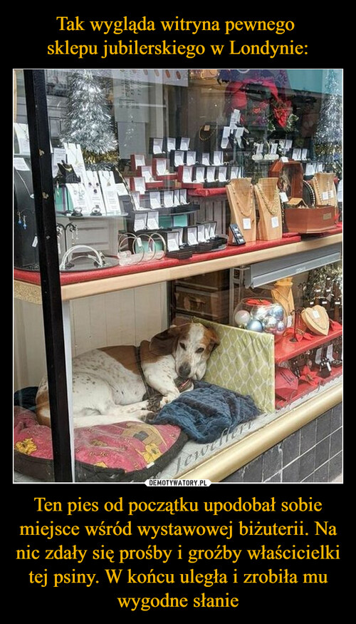 Tak wygląda witryna pewnego 
sklepu jubilerskiego w Londynie: Ten pies od początku upodobał sobie miejsce wśród wystawowej biżuterii. Na nic zdały się prośby i groźby właścicielki tej psiny. W końcu uległa i zrobiła mu wygodne słanie