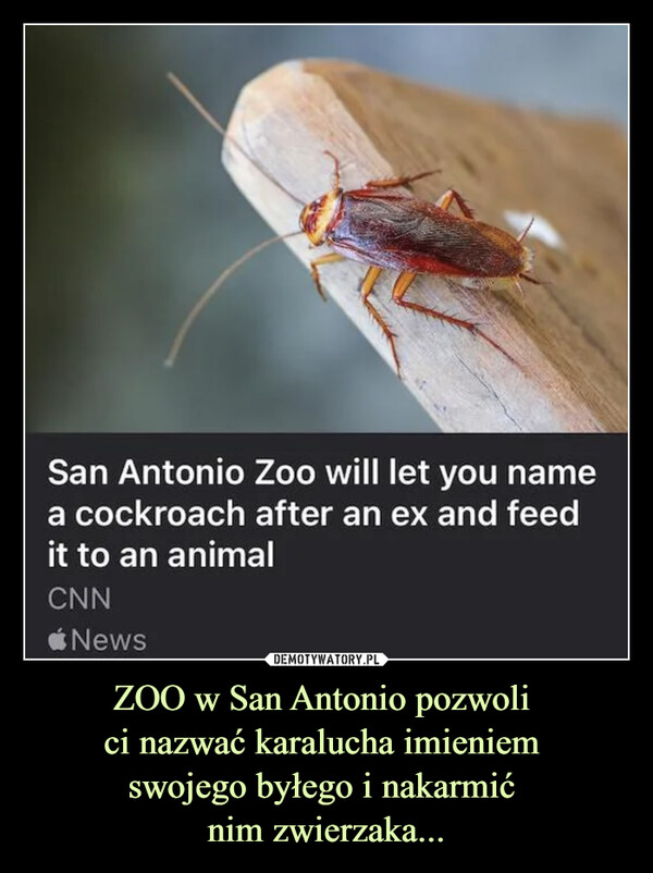 ZOO w San Antonio pozwoli ci nazwać karalucha imieniem swojego byłego i nakarmić nim zwierzaka... –  San Antonio Zoo will let you name a cockroach after an ex and feed it to an animal