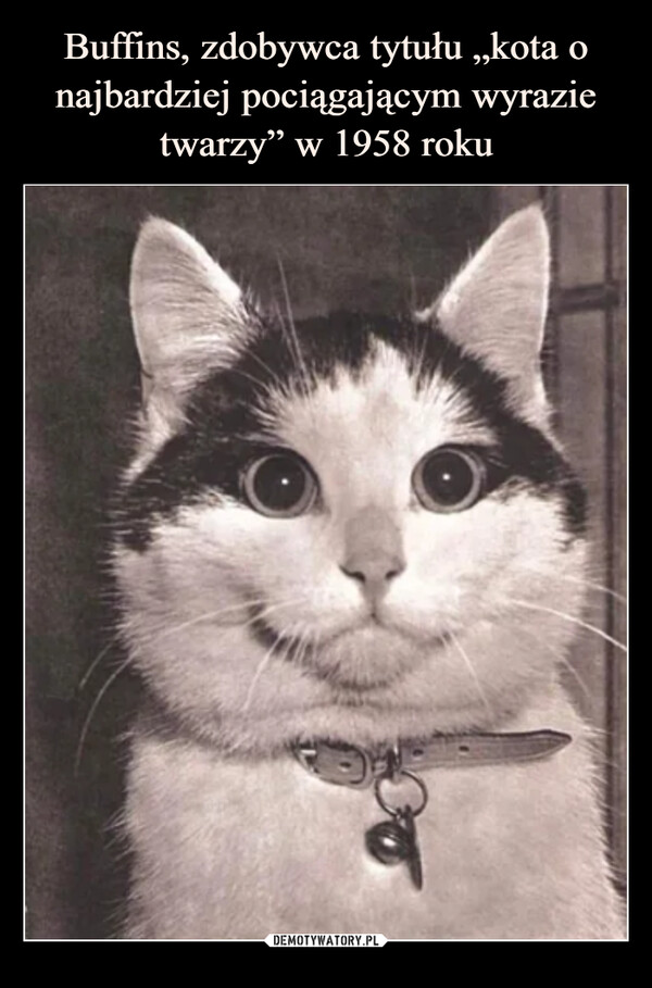 Buffins, zdobywca tytułu „kota o najbardziej pociągającym wyrazie twarzy” w 1958 roku