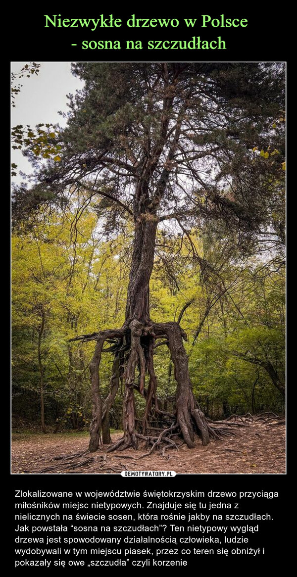 Niezwykłe drzewo w Polsce 
- sosna na szczudłach