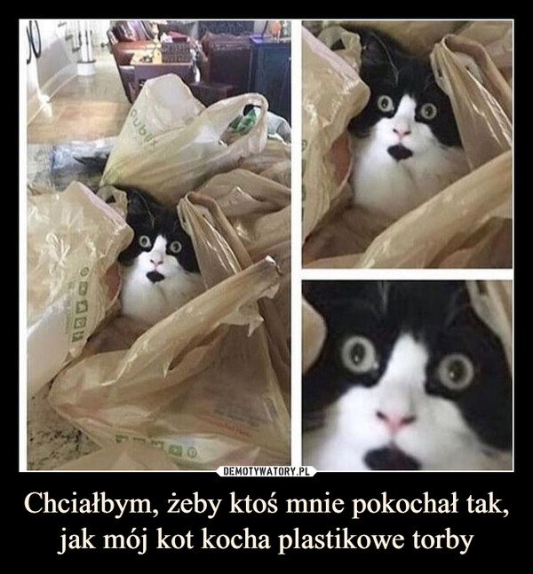 Chciałbym, żeby ktoś mnie pokochał tak, jak mój kot kocha plastikowe torby –  