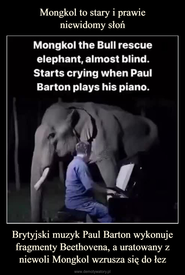 Brytyjski muzyk Paul Barton wykonuje fragmenty Beethovena, a uratowany z niewoli Mongkol wzrusza się do łez –  Mongkol the Buli rescue eiephant, almost blind. Starts crying when Paul Barton plays his piano