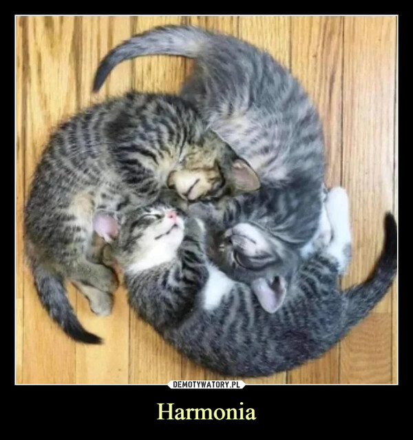 Harmonia –  