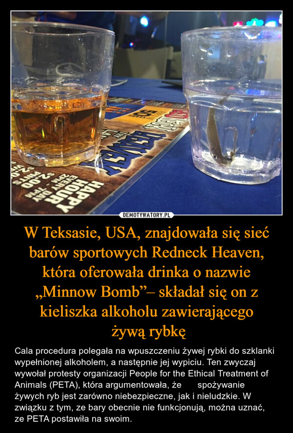 W Teksasie, USA, znajdowała się sieć barów sportowych Redneck Heaven, która oferowała drinka o nazwie „Minnow Bomb”– składał się on z kieliszka alkoholu zawierającego żywą rybkę – Cala procedura polegała na wpuszczeniu żywej rybki do szklanki wypełnionej alkoholem, a następnie jej wypiciu. Ten zwyczaj wywołał protesty organizacji People for the Ethical Treatment of Animals (PETA), która argumentowała, że ​​spożywanie żywych ryb jest zarówno niebezpieczne, jak i nieludzkie. W związku z tym, ze bary obecnie nie funkcjonują, można uznać, ze PETA postawiła na swoim. HAPPYEVERY DAY2PM-7PM$2.00PINTS$2.0