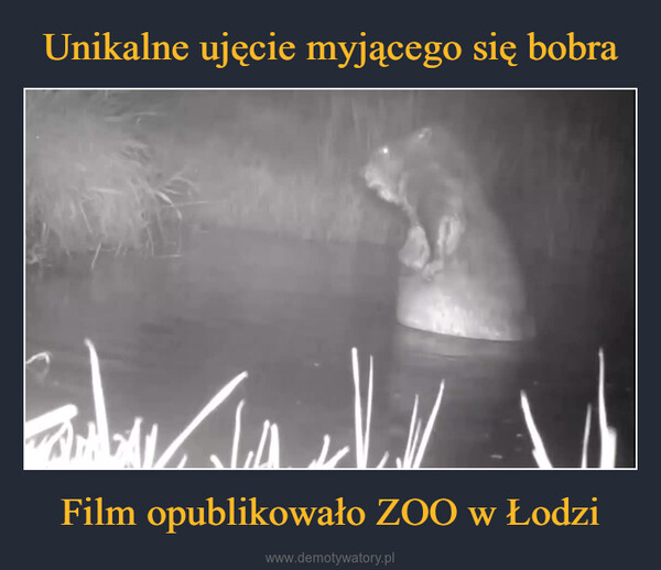 Film opublikowało ZOO w Łodzi –  咖