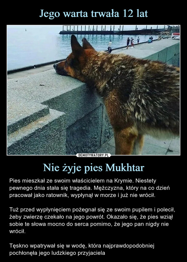 Jego warta trwała 12 lat Nie żyje pies Mukhtar