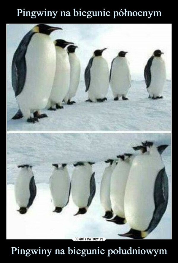 Pingwiny na biegunie północnym Pingwiny na biegunie południowym