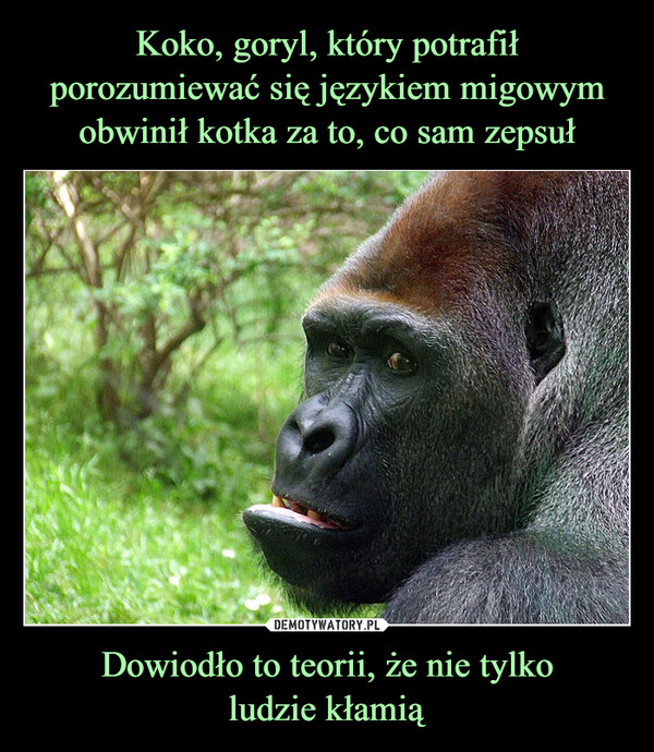 Koko, goryl, który potrafił porozumiewać się językiem migowym obwinił kotka za to, co sam zepsuł Dowiodło to teorii, że nie tylko
ludzie kłamią